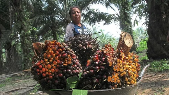 Sabah Aims for Sustainable Palm Oil Production by 2025