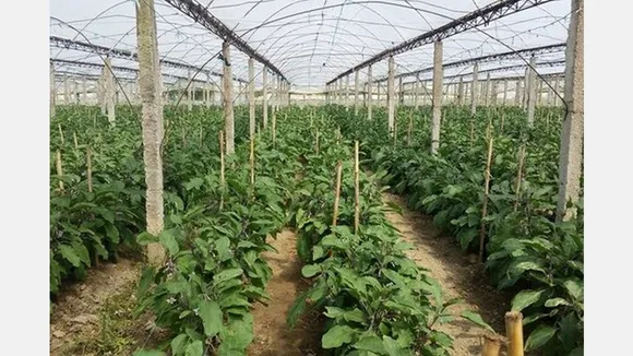 Albanian Greenhouse Farmers Struggle Amid Rising Costs and Low Prices