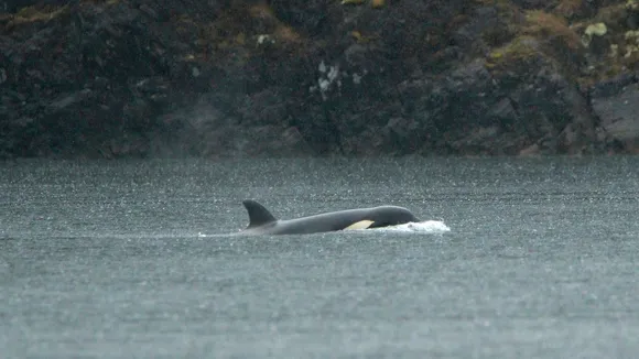 Rescue Teams Gather for Second Attempt to Save Stranded Orca Calf in B.C.