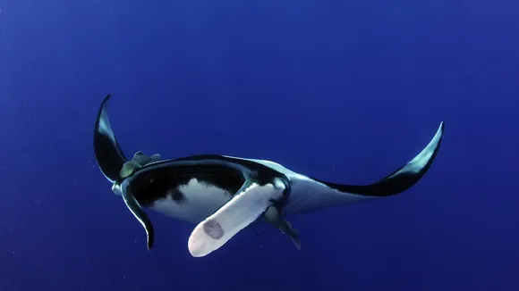 Witness the World's Largest Gathering of Manta Rays in the Maldives
