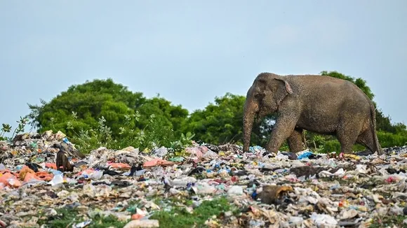 Elephants Scavenge in Sri Lankan Garbage Dump, Consuming Plastic and Chemical Waste
