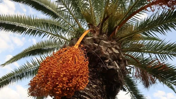 Tunisia's Date Exports Surge with 19.7% Value Increase in 2023/2024 Season