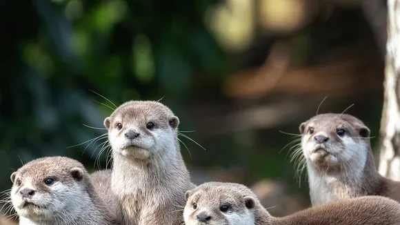 World Otter Day 2024: Celebrating Otters and Promoting Conservation Efforts