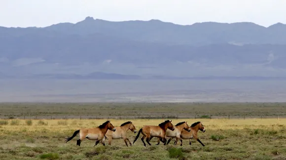 Mongolia Signs Historic $198 Million Nature Conservation Agreement