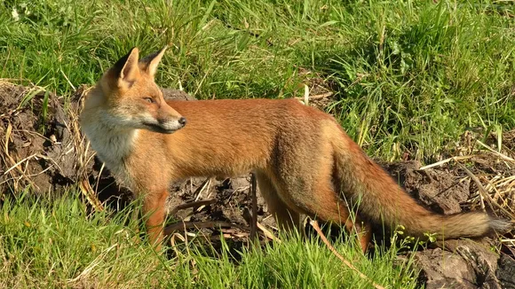 South London Couple Divided Over Fox in Their Garden