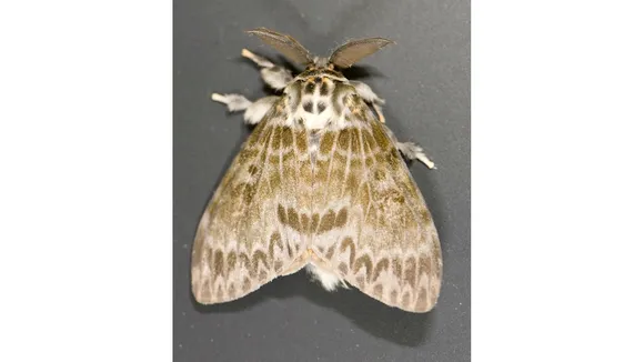 Ohio Deploys Planes to Combat Invasive Spongy Moth Species