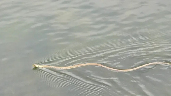 Rare Grass Snake Sighting at Cotswold Water Park Near Swindon, England