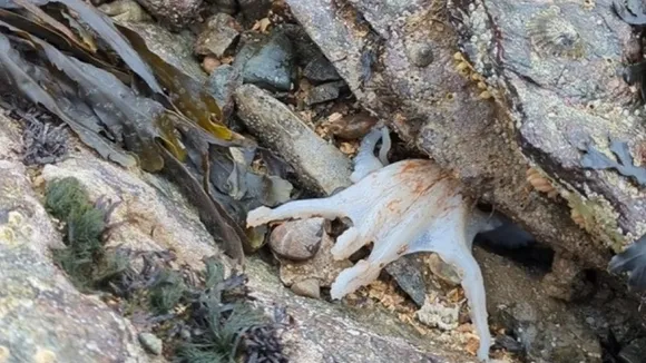 Octopus Population Surge in 2022: Rare Color-Changing Sighting on Menai Bridge Beach