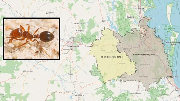 New Fire Ant Outbreak in Queensland Prompts Calls for Biosecurity Funding Review