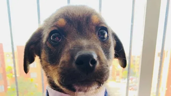 Heartbreak for Puppy Vincente as Adopters Cancel Last-Minute