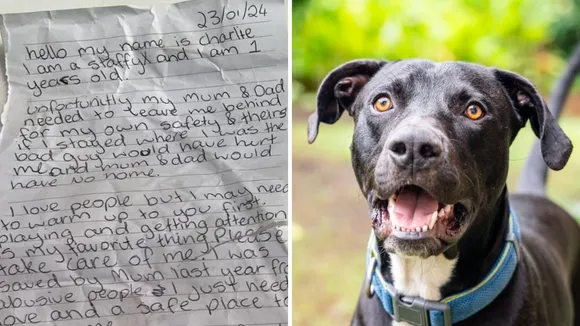 Abandoned Dog Found with Heartbreaking Note Highlights Surge in Pet Surrenders Amid Cost-of-Living Crisis