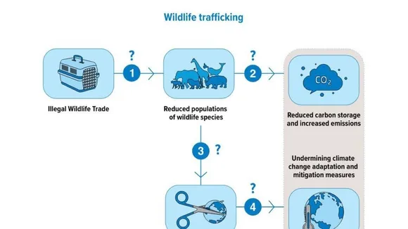 UNODC Report Reveals Alarming Extent of Global Wildlife Trafficking