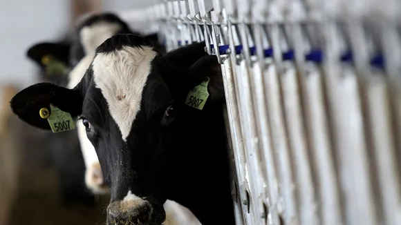 USDA Testing Ground Beef for Bird Flu in States with Infected Dairy Cows