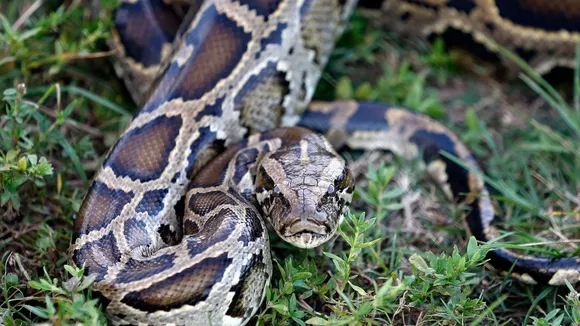 Climate Change Drives Venomous Snakes into New Regions, Increasing Snakebite Deaths