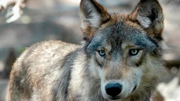 U.S. House Votes to End Federal Protection for Gray Wolves, Bill Faces Uncertain Future  in Senate