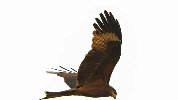 Protected Red Kite Vivienne Euthanized After Being Shot in Northern Ireland
