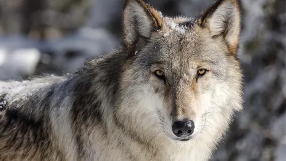 Gray Wolf from Colorado Reintroduction Program Found Dead in Larimer County