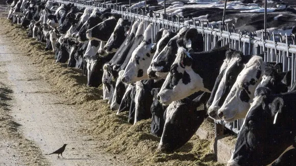 Avian Flu Detected in U.S. Dairy Cattle as Canadian Officials Monitor Herds