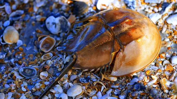 Atlantic Horseshoe Crab Faces Survival Threat Amid Medical Harvesting Concerns