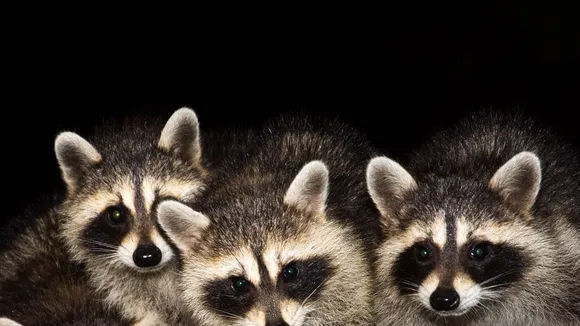 Tokyo Battles Invasive Raccoons Causing $2.8 Million in Crop Damage