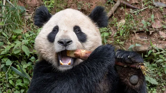 Giant Pandas Yun Chuan and Xin Bao to Arrive at San Diego Zoo This Summer