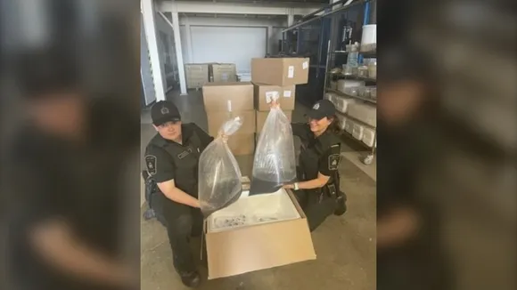 Canadian Authorities Seize $500,000 Worth of Unauthorized Elvers at Toronto Airport