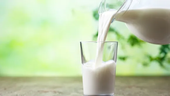 Synlait Milk Faces Financial Crisis as Majority of A2 Milk Suppliers Plan to Exit
