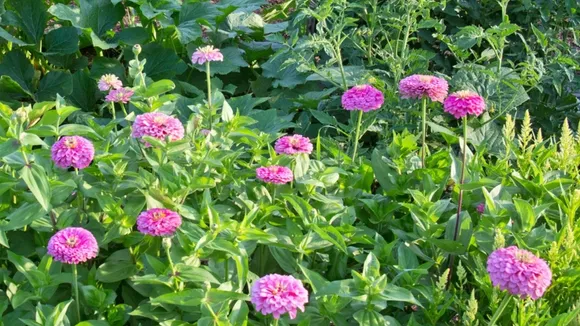 Flowers in Vegetable Gardens Offer Multiple Benefits