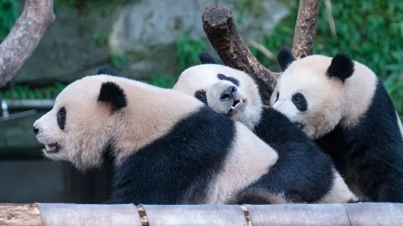 San Francisco to Receive Two Giant Pandas from China in 2023