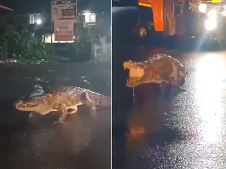 Crocodile Takes Leisurely Stroll on Rain-Soaked Road in Maharashtra's Ratnagiri District