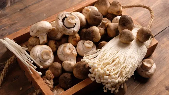 Dietitian Highlights Health Benefits of Consuming Various Mushroom Types