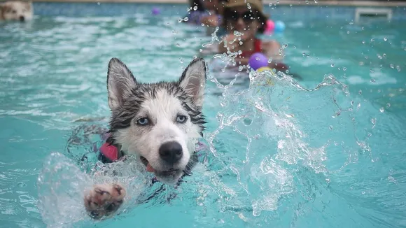 Experts Advise Caution: Not All Dogs Are Natural Swimmers