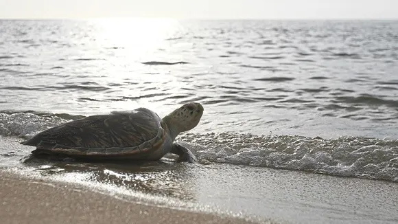 Green Sea Turtles Vital in Regulating Jellyfish Population in Penang, Malaysia