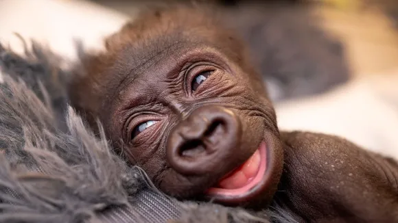 Jameela, First Gorilla Born via C-Section, Bonds with Surrogate Mother at Cleveland Metroparks Zoo