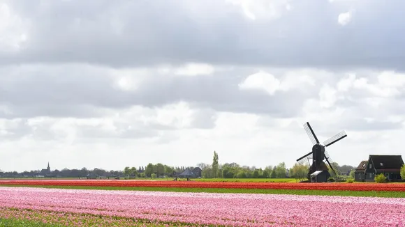Dutch Tulip Farmer Faces Climate Change and Brexit Challenges