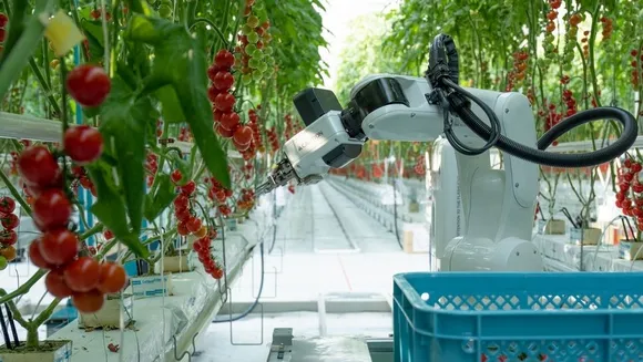 Denso and Certhon Launch Artemy, Automated Tomato Harvesting Robot, in Europe