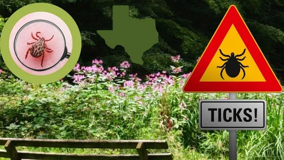Texas Outdoor Enthusiasts Warned to Take Precautions Against Ticks Amid Rising Health Risks