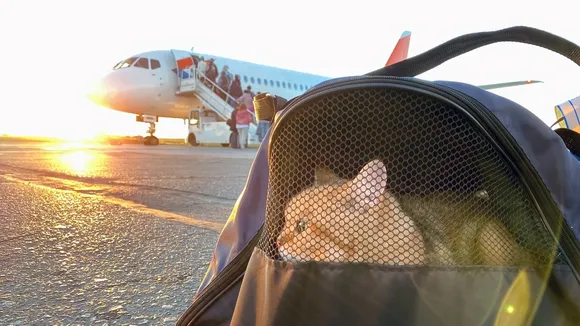 Airlines Cater to Pets with Luxurious In-Flight Experiences