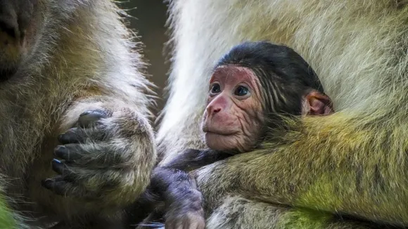 Endangered Barbary Macaques Born at Trentham Monkey Forest in the UK