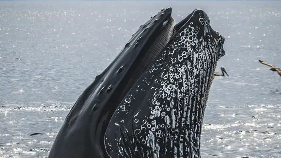 Climate Change Threatens Humpback Whales' Krill-Heavy Diet, Study Finds