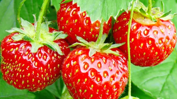 Kazakhstani Strawberry Farmers Face Financial Woes Amidst Surge in Imported Produce