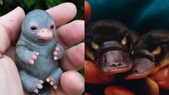 The Controversy Over Calling a Baby Platypus a 'Puggle'