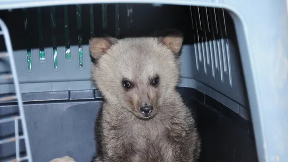 Local Couple Rescues Orphaned Bear Cub in Northern Greece
