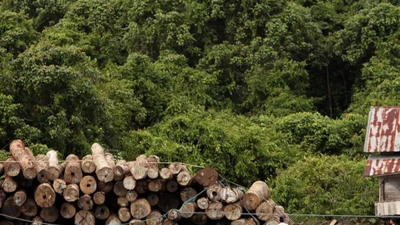 National Green Tribunal Probes Manipur Forest Cover Decline