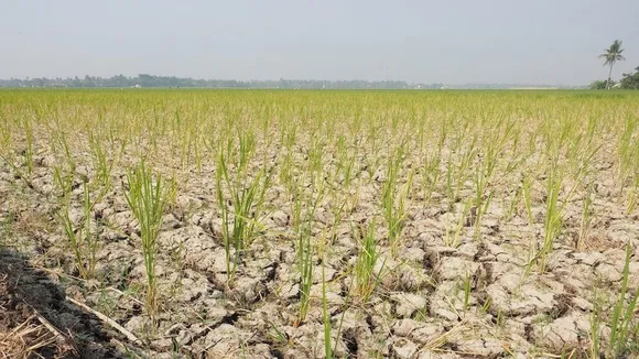 Maguindanao del Sur Declares State of Calamity Amid Severe Dry Spell