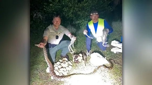 Discovery of Python Nests with 51 Eggs Sparks Action in Thailand
