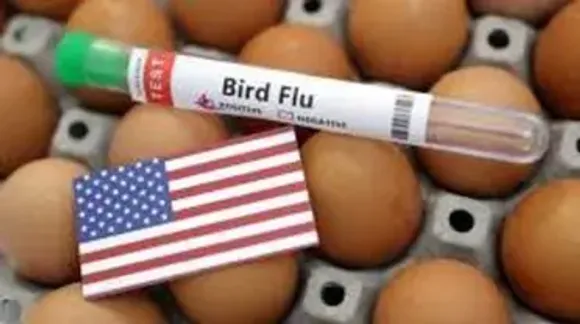 H7 Bird Flu Outbreak Hits Fifth Poultry Farm in Victoria, Australia