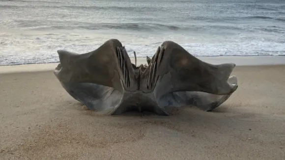 Humpback Whale Skull Found on Cape Hatteras Beach for Educational Use