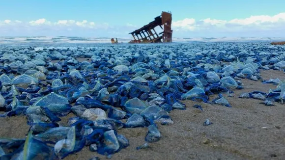 Thousands of Velella Velella Jellyfish Wash Up on Channel Islands Beaches