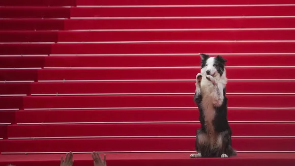 Border Collie Messi Steals the Spotlight at 77th Cannes Film Festival